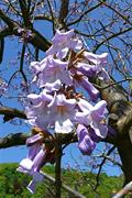 empress tree